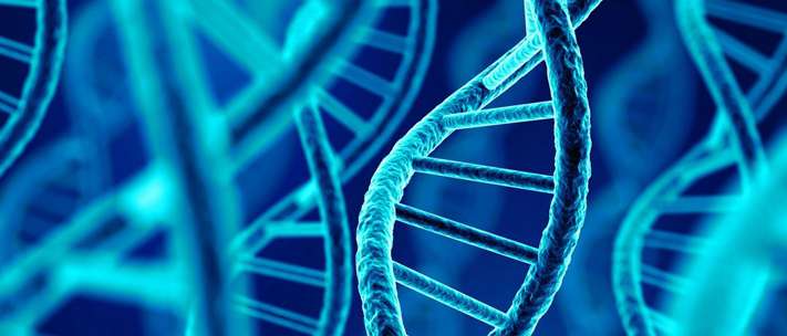 Giải thích vì sao 2 ADN con được tạo ra qua cơ chế nhân đôi lại giống ADN mẹ