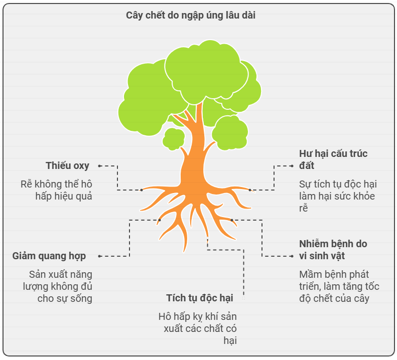 [Sơ đồ hóa] Giải thích vì sao cây trên cạn bị ngập úng lâu sẽ chết?