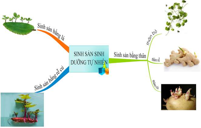 [CHUẨN NHẤT] Giâm cành là gì? (ảnh 2)