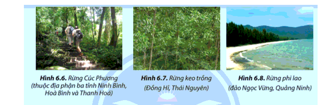 Hãy cho biết mục đích sử dụng các loại rừng thể hiện ở Hình 6.6, 6.7 và 6.8.