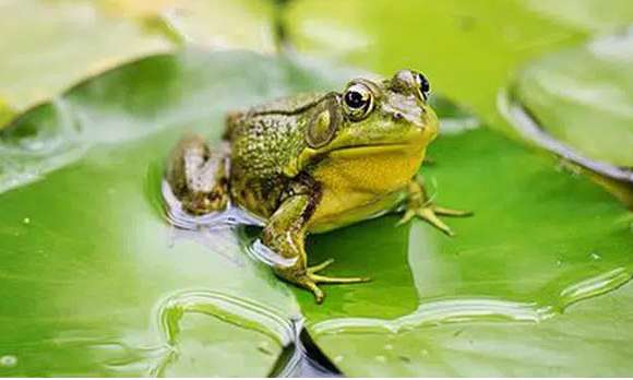 Hãy giải thích vì sao ếch thường sống ở nơi ẩm ướt gần bờ nước và bắt mồi về đêm?