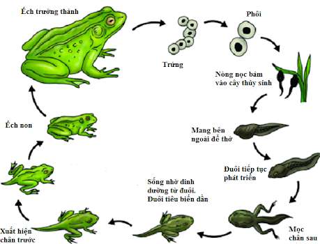Hãy giải thích vì sao ếch thường sống ở nơi ẩm ướt gần bờ nước và bắt mồi về đêm? (ảnh 2)
