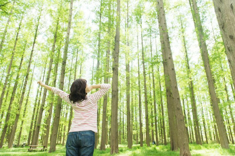 Hãy lựa chọn phương án đúng về lí do rừng được ví như lá phổi xanh của Trái Đất
