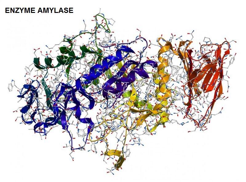 Hãy mô tả cơ chế xúc tác của enzyme