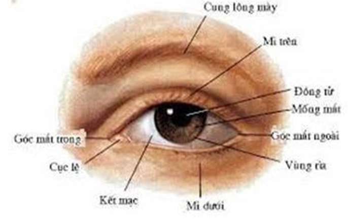 [CHUẨN NHẤT] Hãy nêu cấu tạo của mắt (ảnh 2)
