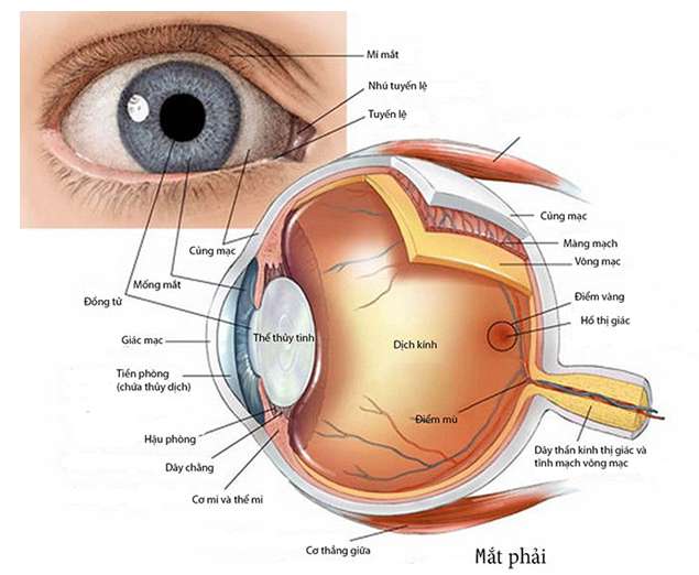 [CHUẨN NHẤT] Hãy nêu cấu tạo của mắt (ảnh 3)