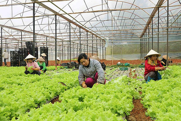 Hãy nêu ưu và nhược điểm của từng phương thức trồng trọt phổ biến ở Việt Nam
