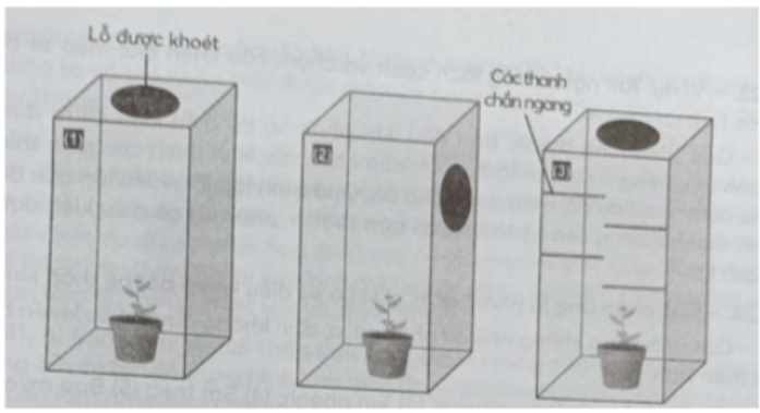 Câu 16.10 trang 55 SBT Sinh học 11: Hãy thiết kế ba công thức thí nghiệm để chứng minh tính hướng sáng ở thực vật