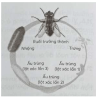 Câu 22.6 trang 75 SBT Sinh học 11: Hãy tìm hiểu và vẽ sơ đồ vòng đời của ruồi nhà