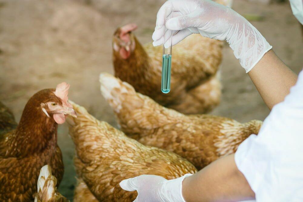 Hãy tìm hiểu về các loại thuốc và cách sử dụng thuốc để trị bệnh tiêu chảy cho gà
