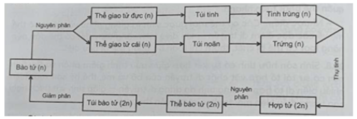 Câu 24.12 trang 83 SBT Sinh học 11: Hãy vẽ sơ đồ mô tả vòng đời của rêu. Trong đó, xác định giai đoạn sinh sản vô tính và giai đoạn sinh sản hữu tính.