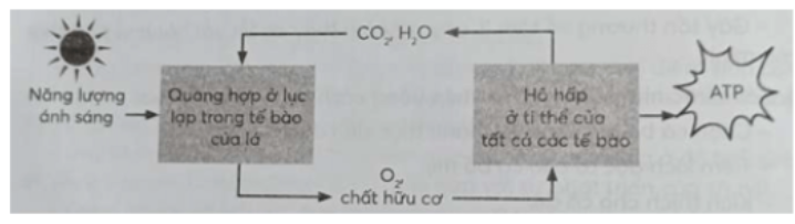 Câu 27.2 trang 87 SBT Sinh học 11: Hãy vẽ sơ đồ thể hiện mối quan hệ giữa quang hợp và hô hấp ở cây.