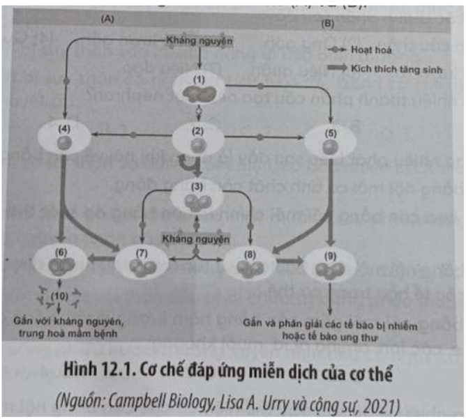 Bài 12.16 trang 41 SBT Sinh học 11: Hình 12.1 mô tả cơ chế đáp ứng miễn dịch của cơ thể khi có kháng nguyên xâm nhập.