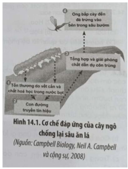 Câu 14.8 trang 48 SBT Sinh học 11: Hình 14.1 cho thấy phản ứng của cây ngô chống lại sâu ăn lá cây
