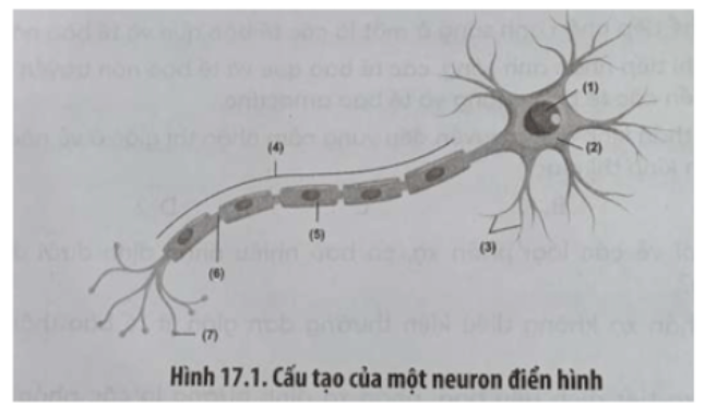 Câu 17.25 trang 60 SBT Sinh học 11: Hình 17.1 mô tả cấu tạo của một neuron điển hình.