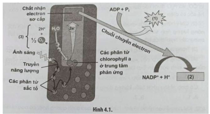 Bài 4.14 trang 16 SBT Sinh học 11: Hình 4.1 mô tả một giai đoạn trong quá trình quang hợp ở thực vật. Hãy cho biết