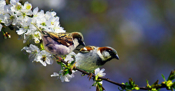 Hình ảnh con chim, cành hoa, nốt trầm, mùa xuân nho nhỏ