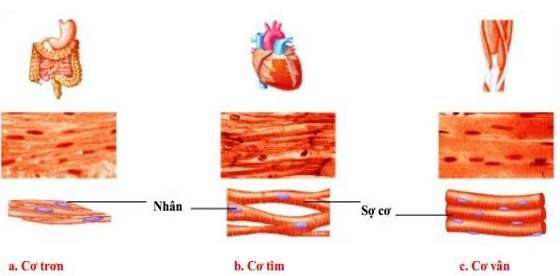 Hình dạng cấu tạo tế bào cơ vân và tế bào cơ tim giống nhau và khác nhau ở những điểm nào