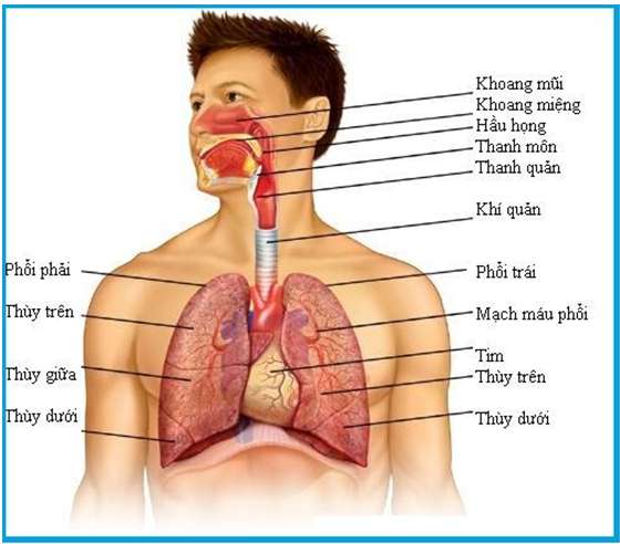 [CHUẨN NHẤT] Hô hấp gồm những giai đoạn chủ yếu nào? (ảnh 2)