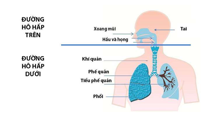 Hô hấp ngoài là gì? Hô hấp trong là gì?