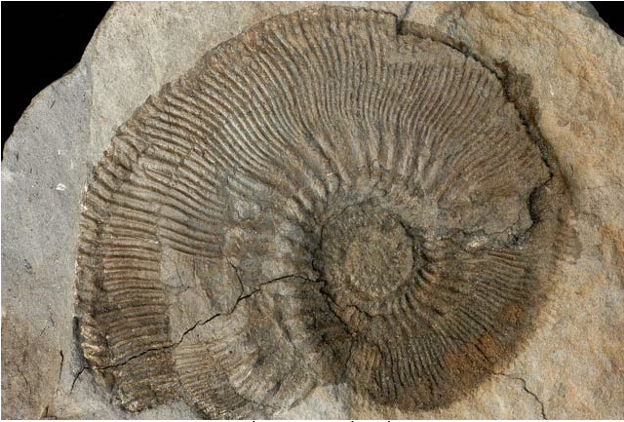 Hóa thạch được hình thành như thế nào?