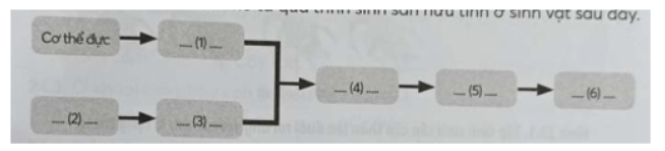 Câu 23.6 trang 79 SBT Sinh học 11: Hoàn thành sơ đồ mô tả quá trình sinh sản hữu tính ở sinh vật sau đây.