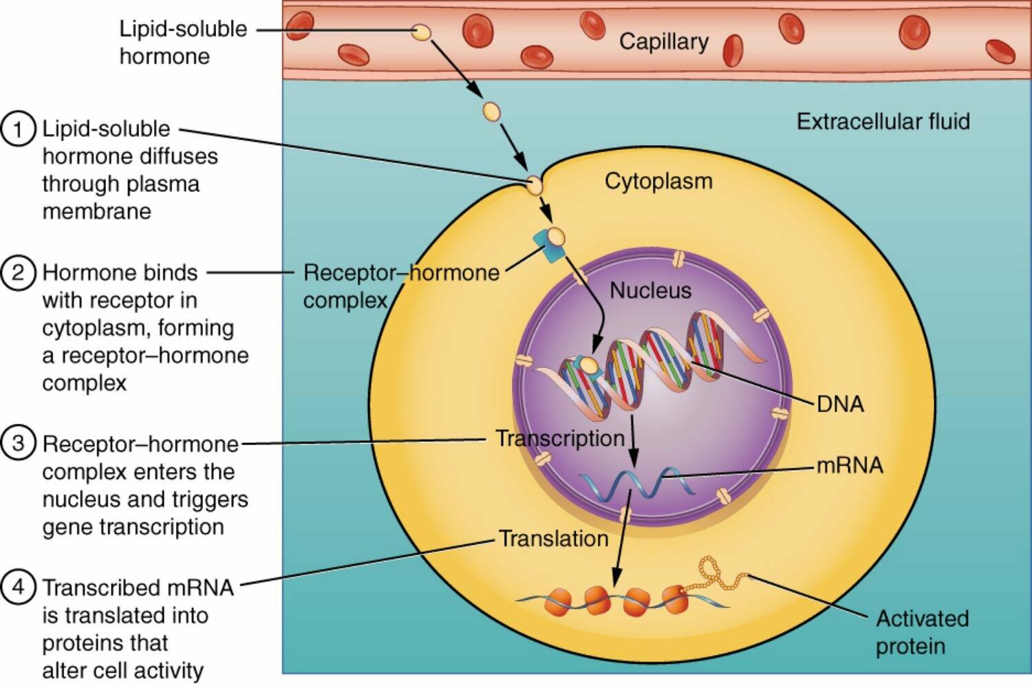 Hormone sinh dục (steroid) tác động lên tế bào đích