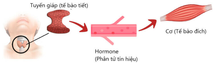 Hormone từ tế bào tuyến giáp được vận chuyển trong máu đến các tế bào cơ làm tăng cường hoạt động phiên mã, dịch mã 