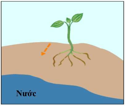 Hướng nước trong thực vật là gì?  (ảnh 4)