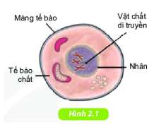 [Kết nối tri thức] Giải KHTN 6 Bài 19: Cấu tạo và chức năng các thành phần của tế bào
