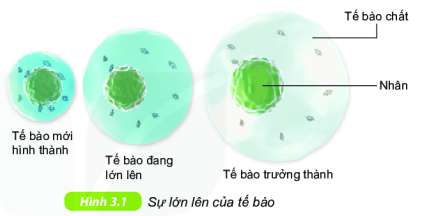 [Kết nối tri thức] Giải KHTN 6 Bài 20: Sự lớn lên và sinh sản của tế bào