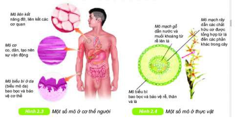[Kết nối tri thức] Giải KHTN 6 Bài 23: Tổ chức cơ thể đa bào (ảnh 3)