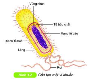 [Kết nối tri thức] Giải KHTN 6 Bài 27: Vi khuẩn (ảnh 2)