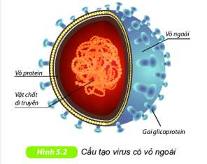[Kết nối tri thức] Giải KHTN 6 Bài 29: Virus