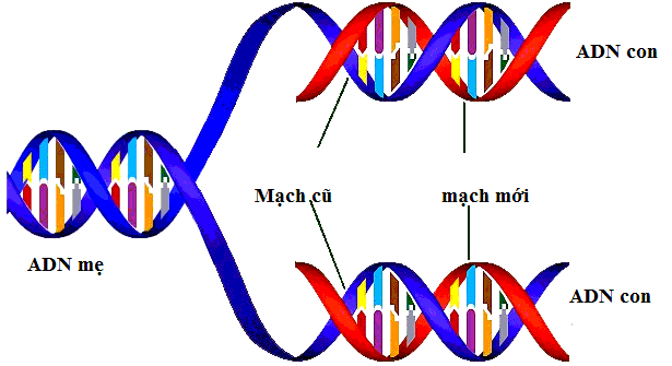Kết quả quá trình nhân đôi ADN