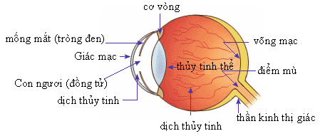 [CHUẨN NHẤT]    Khi mắt nhìn rõ một vật đặt ở điểm cực cận (ảnh 2)