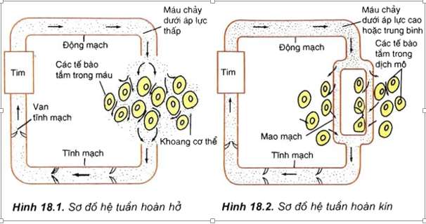 [CHUẨN NHẤT] Khi nói về hệ tuần hoàn có bao nhiêu phát biểu sau đây đúng -ảnh 2