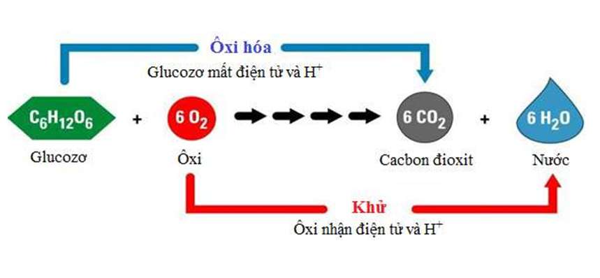 Khi nói về mối quan hệ giữa quang hợp và hô hấp ở thực vật, phát biểu nào sau đây đúng?