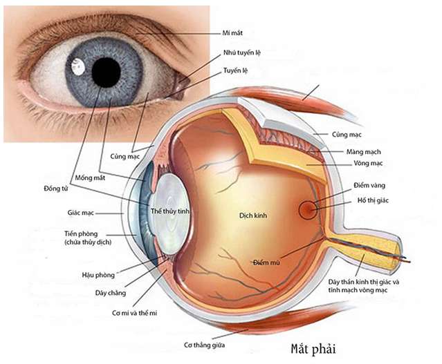 Khi nói về sự điều tiết của mắt, phát biểu nào sau đây là đúng?