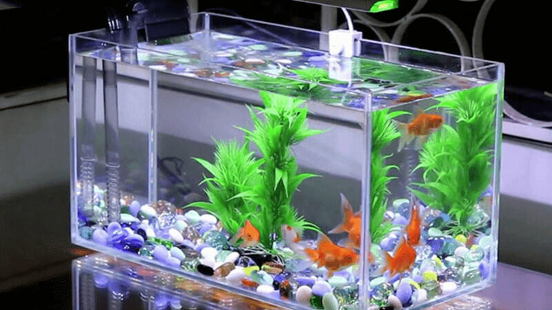Khi nuôi cá cảnh trong bể kính, có thể làm tăng dưỡng khí cho cá bằng cách nào?