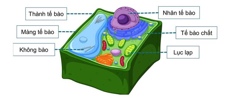 Không bào trong đó tích nhiều nước thuộc tế bào?