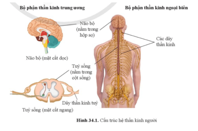 Soạn KHTN 8 Cánh diều Bài 34: Hệ thần kinh và các giác quan ở người