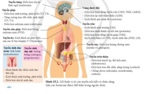 Soạn KHTN 8 Cánh diều Bài 35: Hệ nội tiết ở người