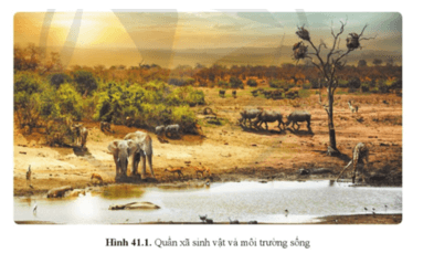Soạn KHTN 8 Cánh diều Bài 41: Hệ sinh thái