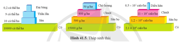 Soạn KHTN 8 Cánh diều Bài 41: Hệ sinh thái