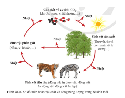 Soạn KHTN 8 Cánh diều Bài 41: Hệ sinh thái