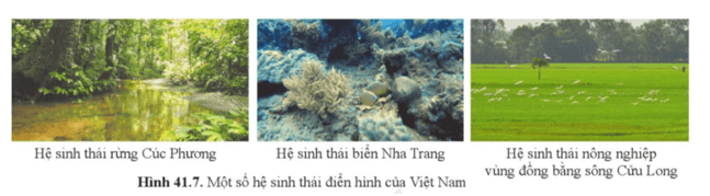 Soạn KHTN 8 Cánh diều Bài 41: Hệ sinh thái