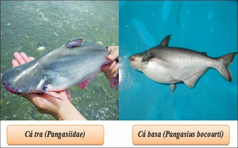 Khu vực nào ở nước ta nuôi cá tra, cá ba sa để xuất khẩu?