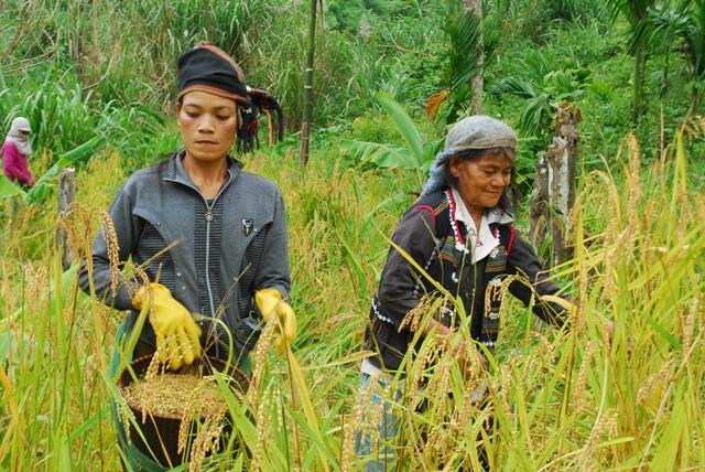 Kinh tế tự nhiên là gì