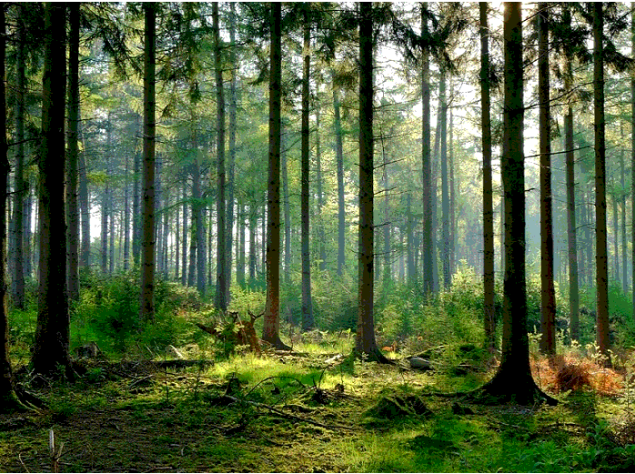 Làm thế nào để phát triển rừng, giúp ích cho đời sống và sản xuất?